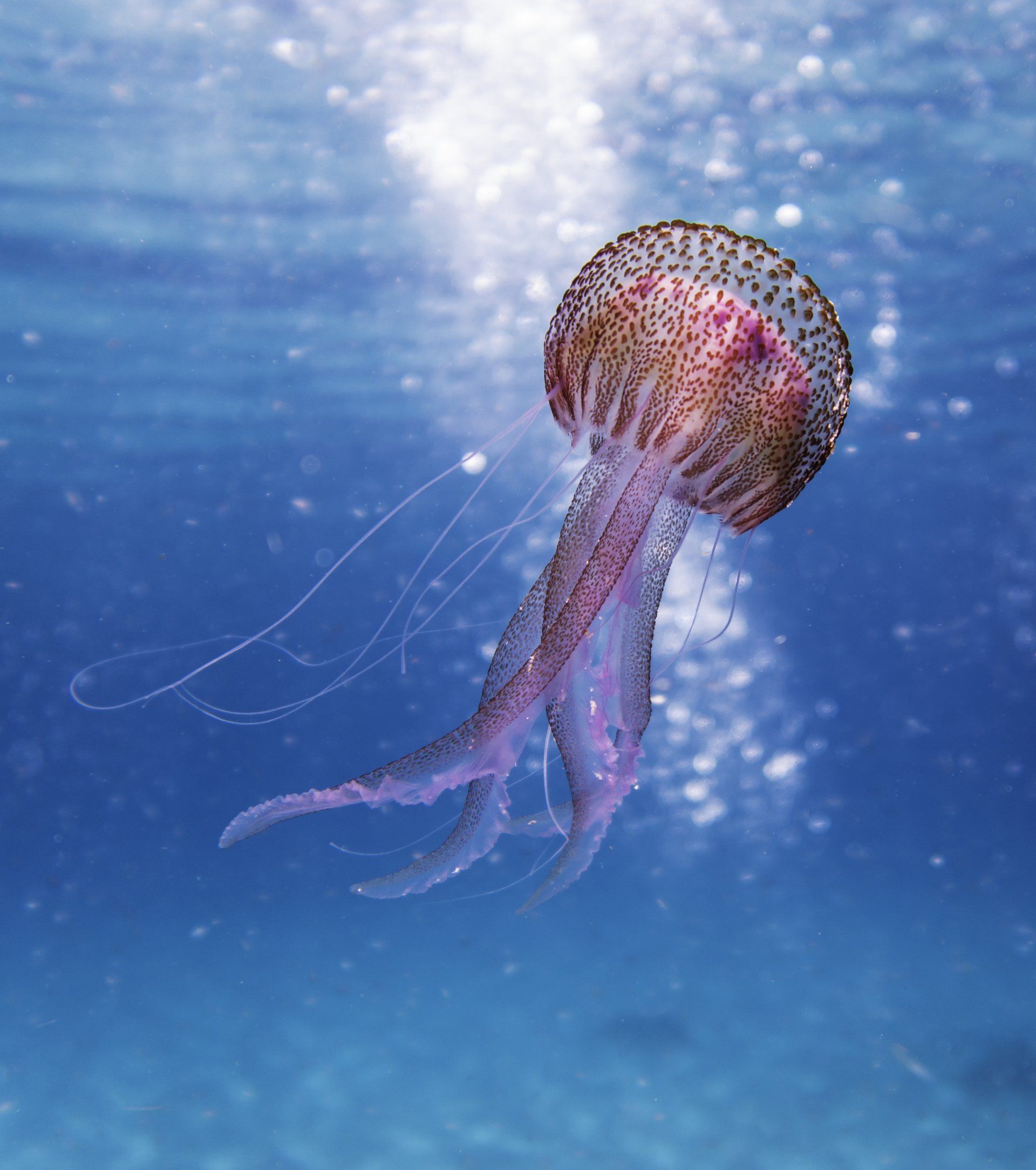 A purple animated and rendered jellyfish is swimming in the ocean.