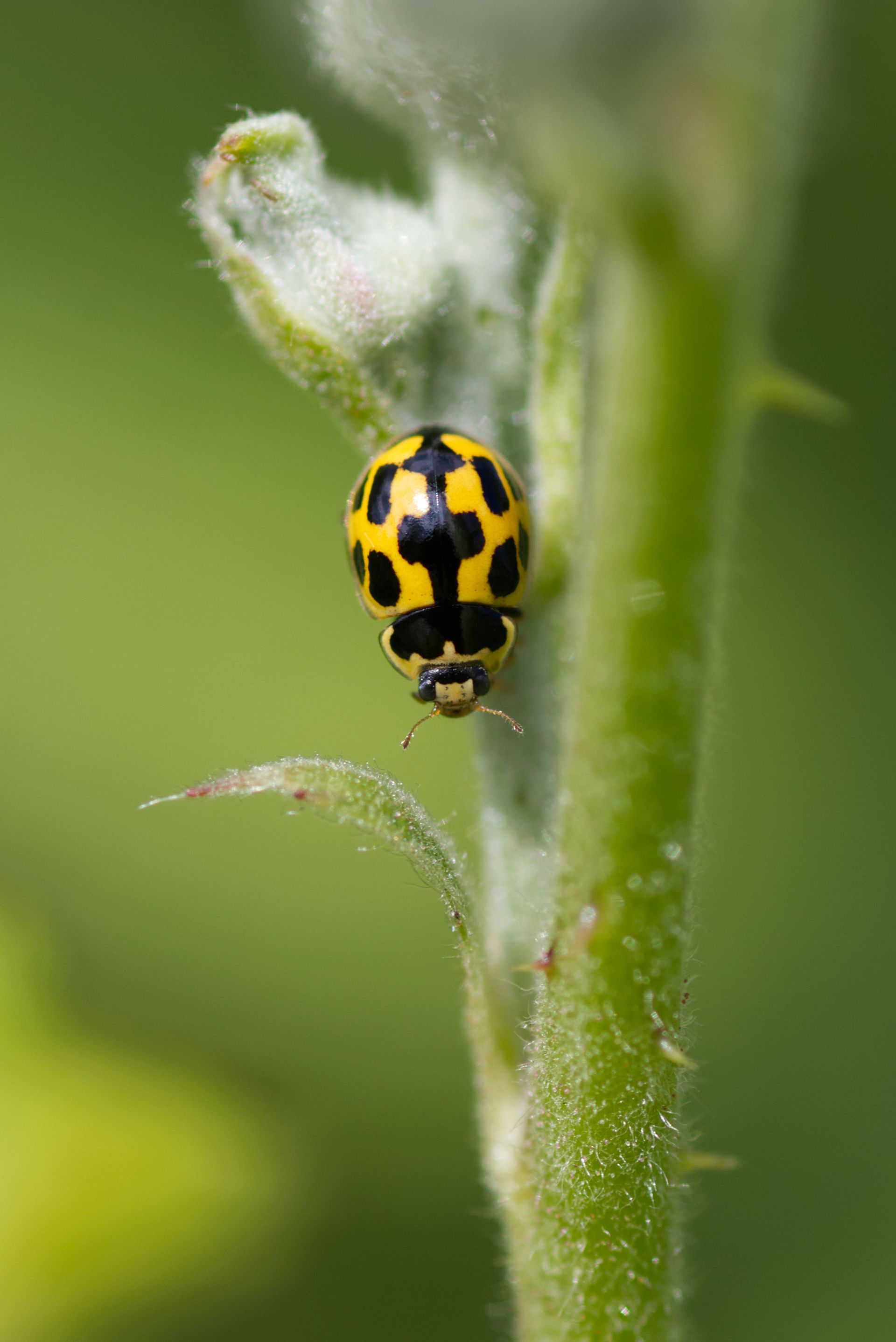 A yellow and black ladybug is sitting on a green plant.