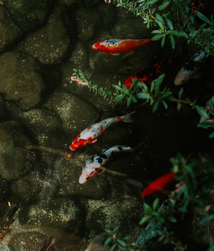 Beautiful Pond in Proud Ponds