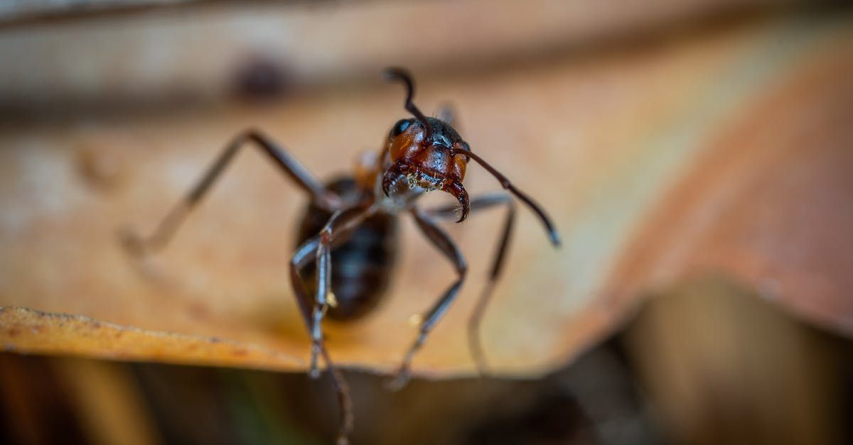 Understanding Ant Infestations and How to Prevent Them