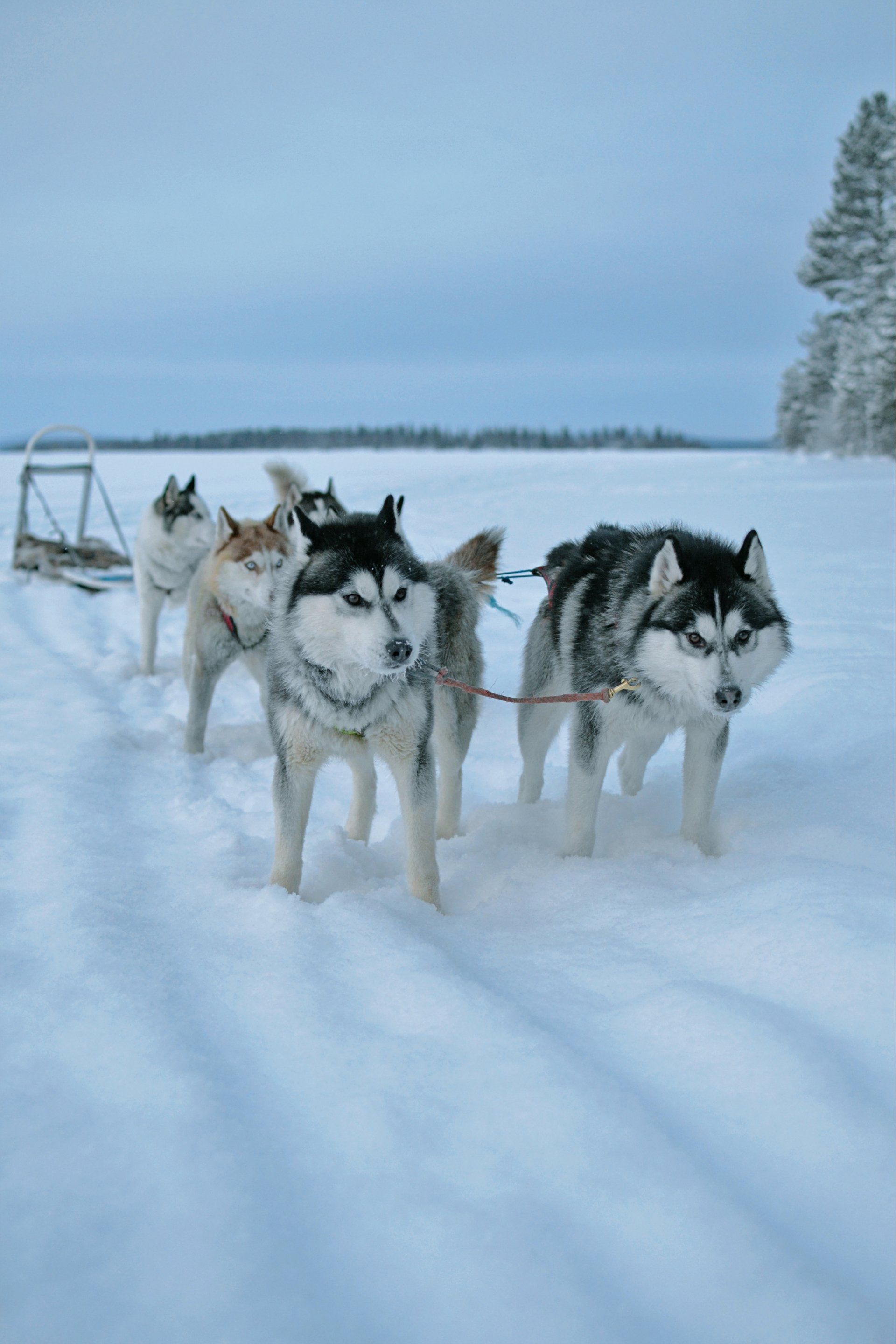 A team of huskies pulling a sled across a snowy landscape.