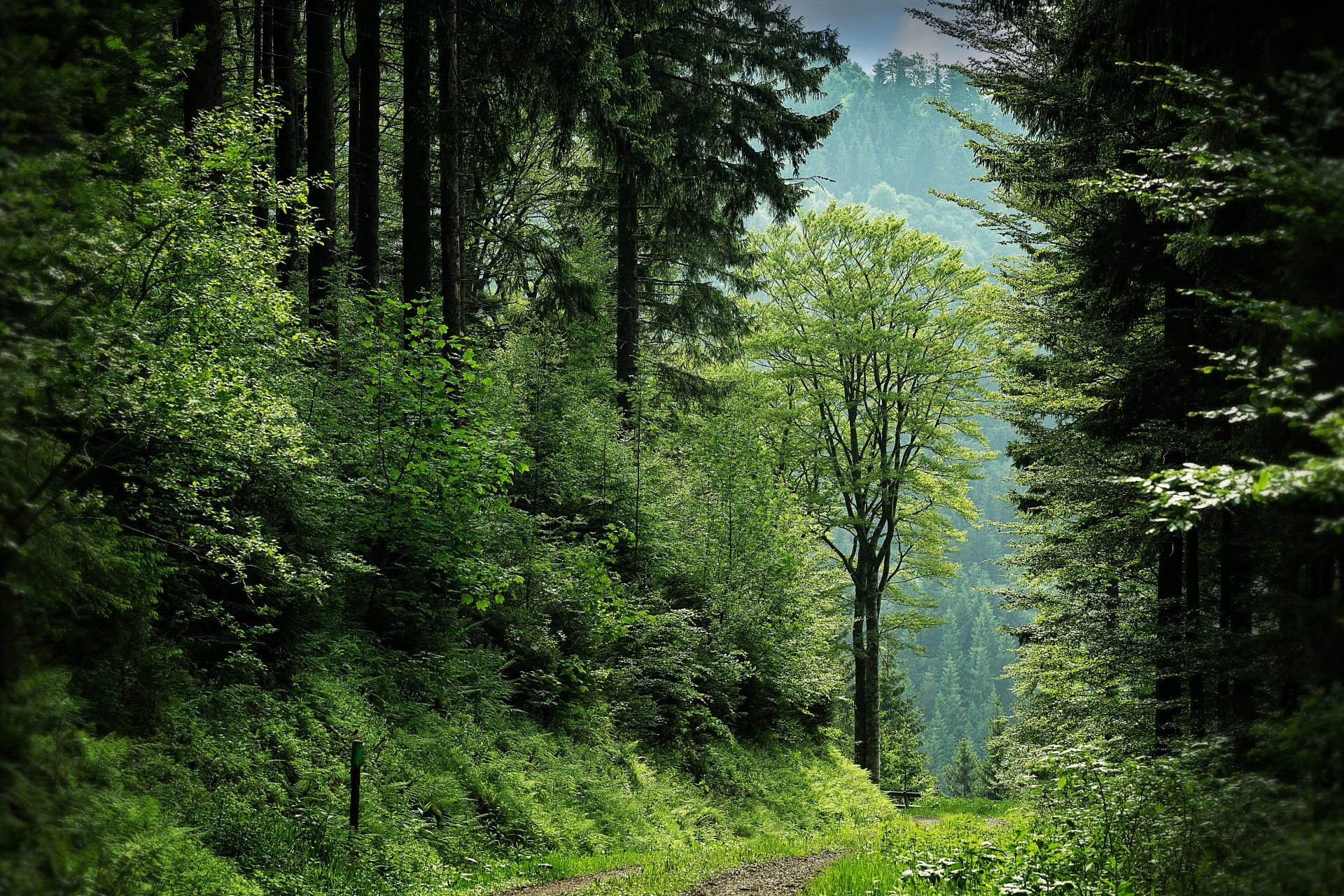 a dirt road going through a lush green forest