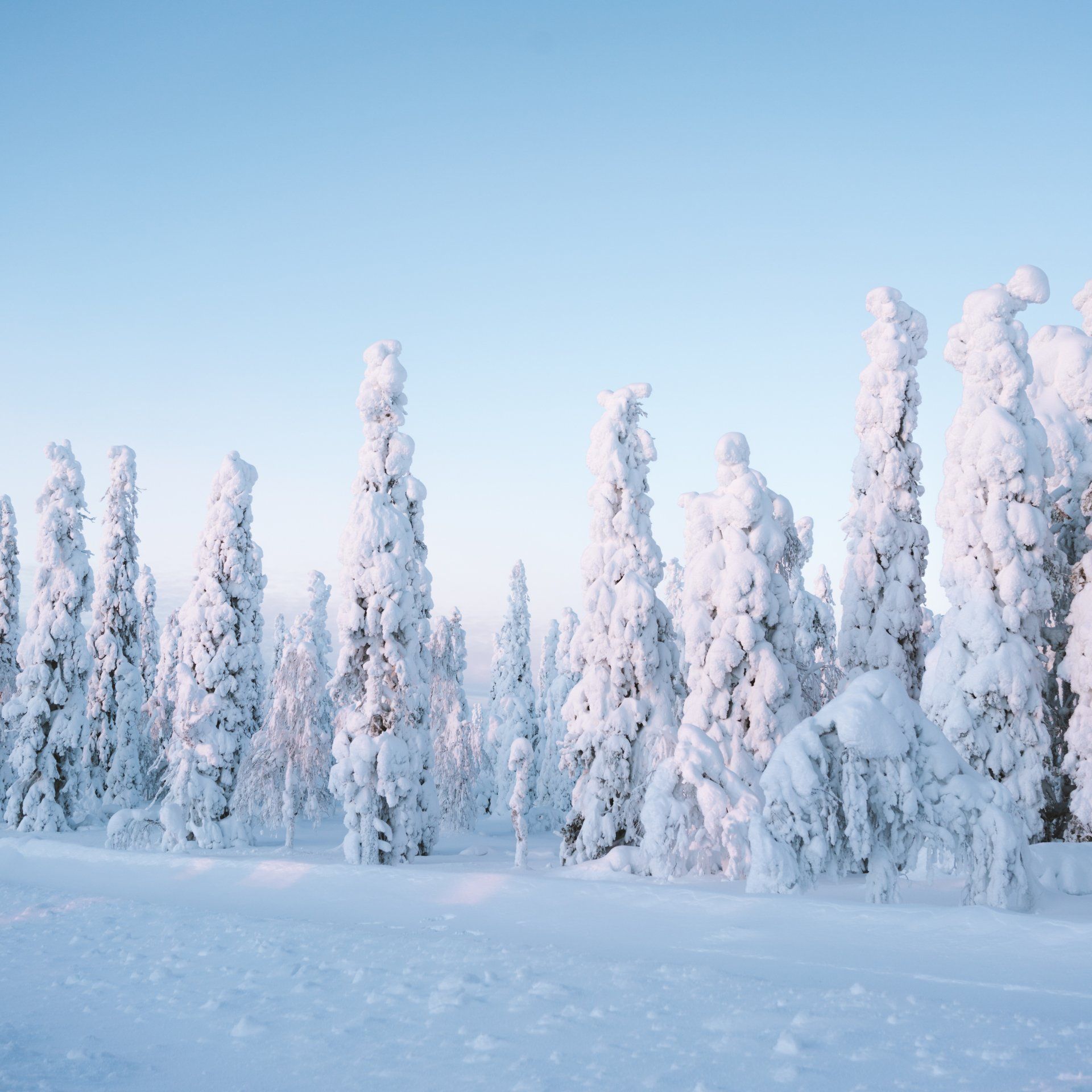 Snow-covered conifers in Finland, a winter wonderland for Gen X adventurers