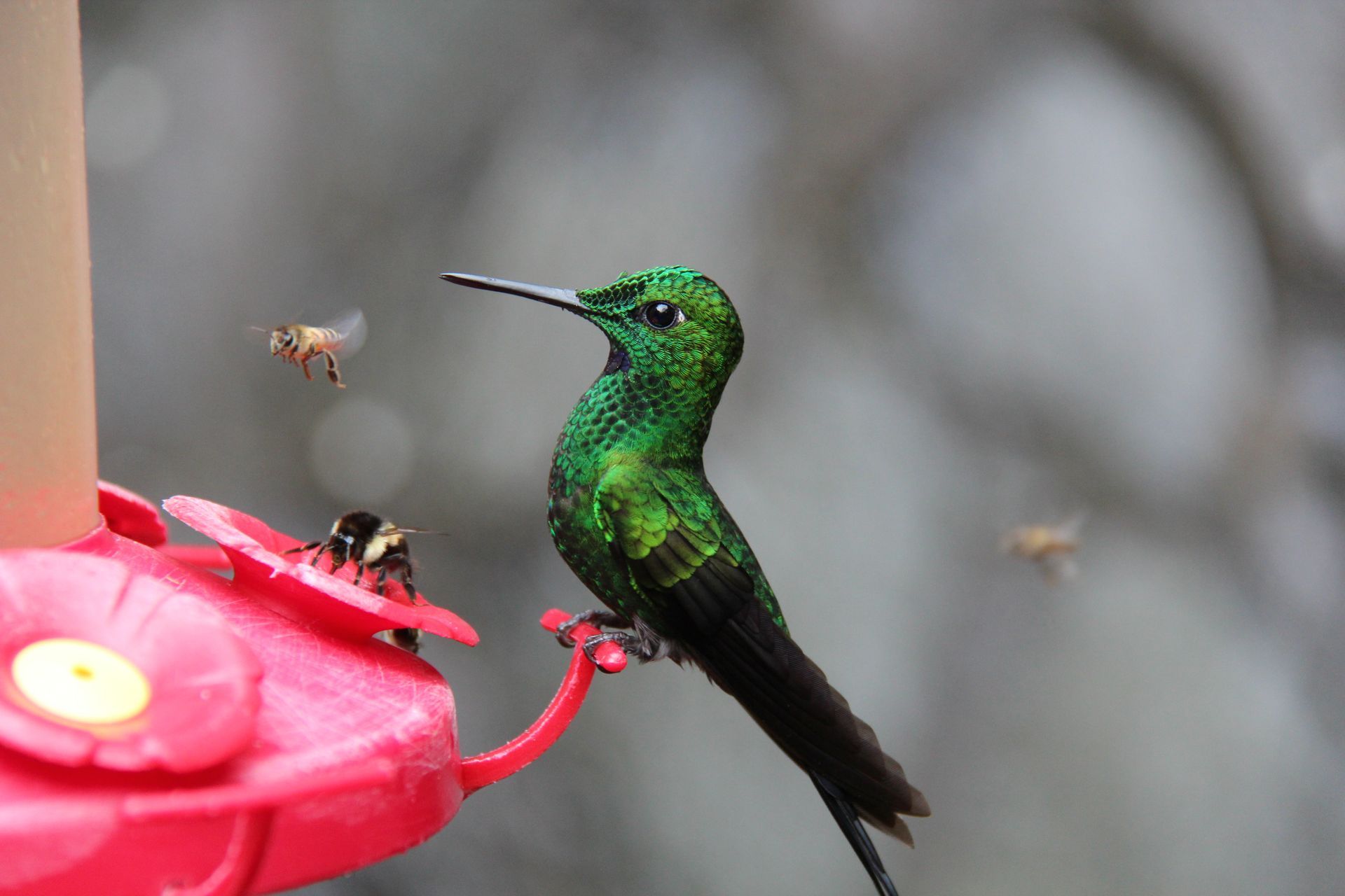 Hummingbird on feeder