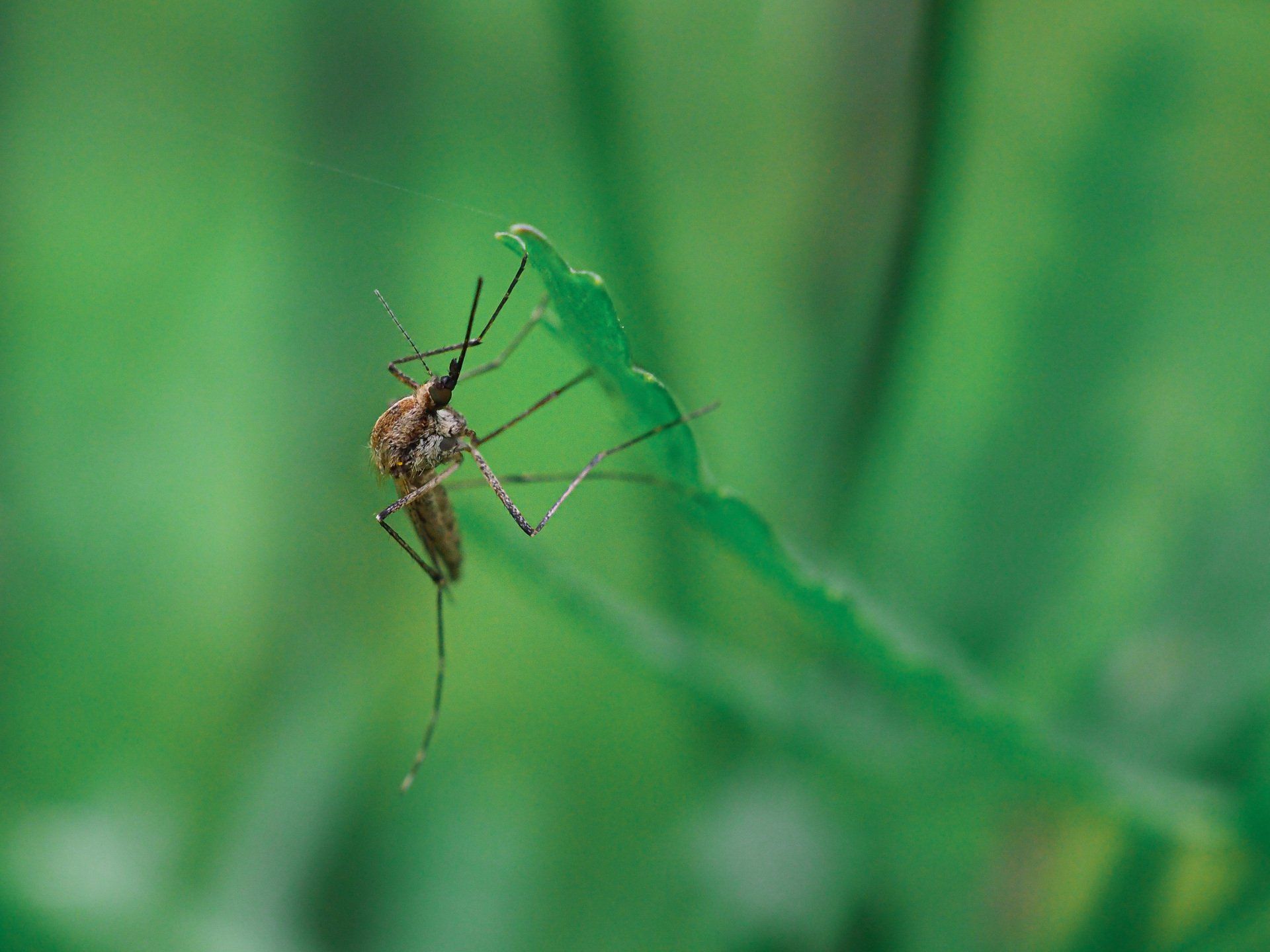 A mosquito is sitting on a green leaf.