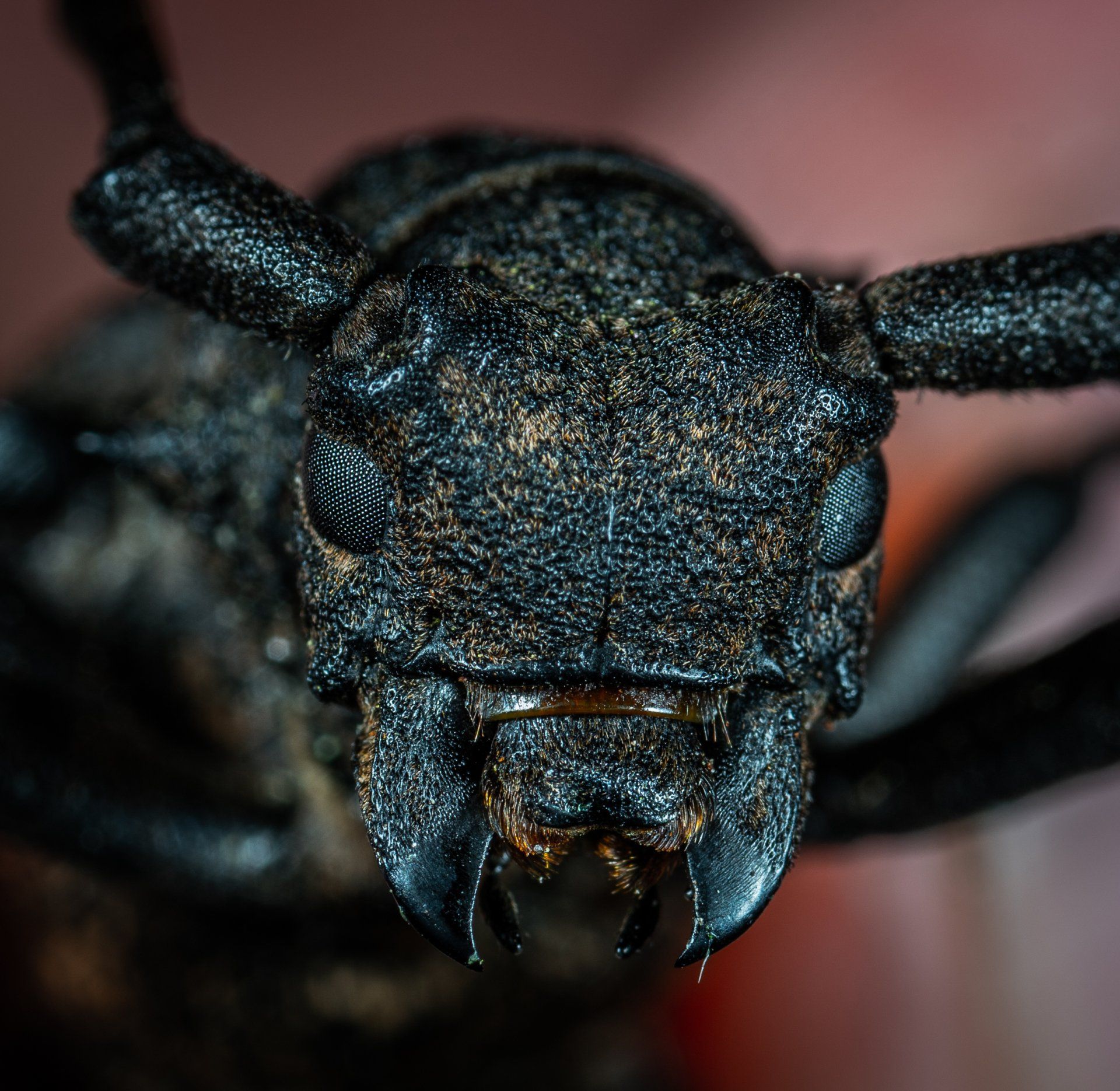 Black bug up close