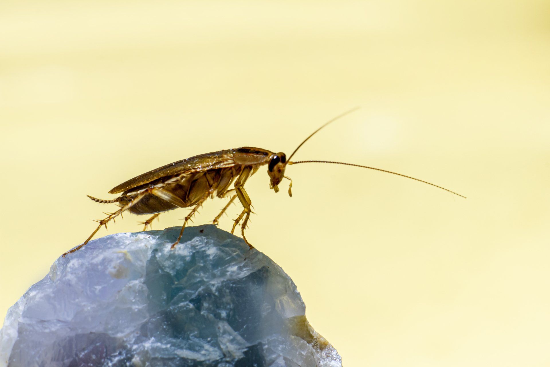 Cockroach Cockroaches  Invading Apartment