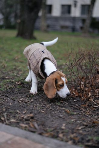 a beagle dog wearing a jacket is sniffing the ground .