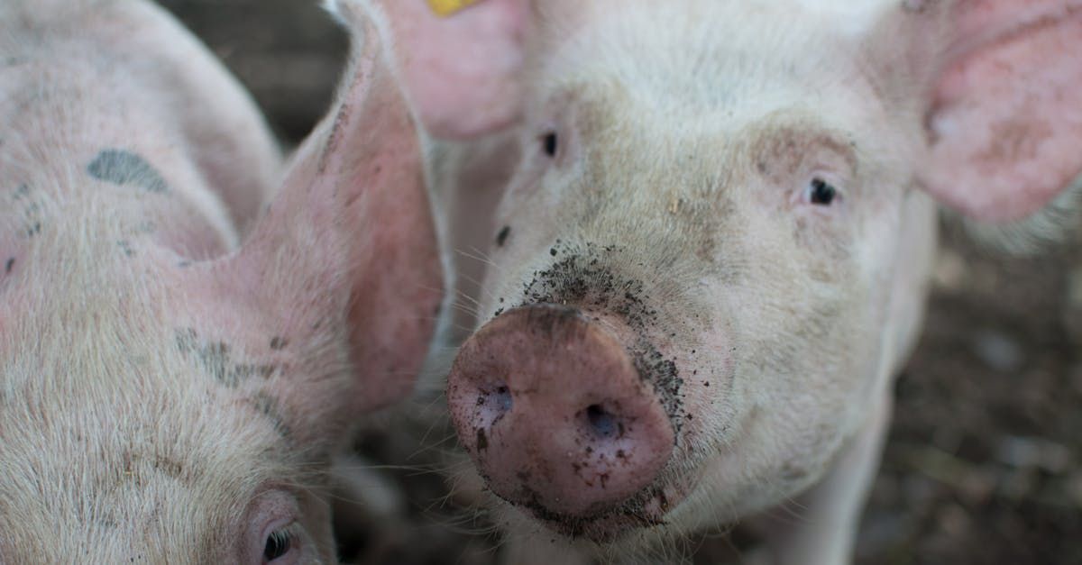 Close-up of two pink pigs, one with a muddy snout and both with visible ears and dark eyes.