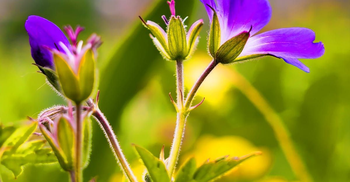 lila midsommarblomster i en annars grön naturbild