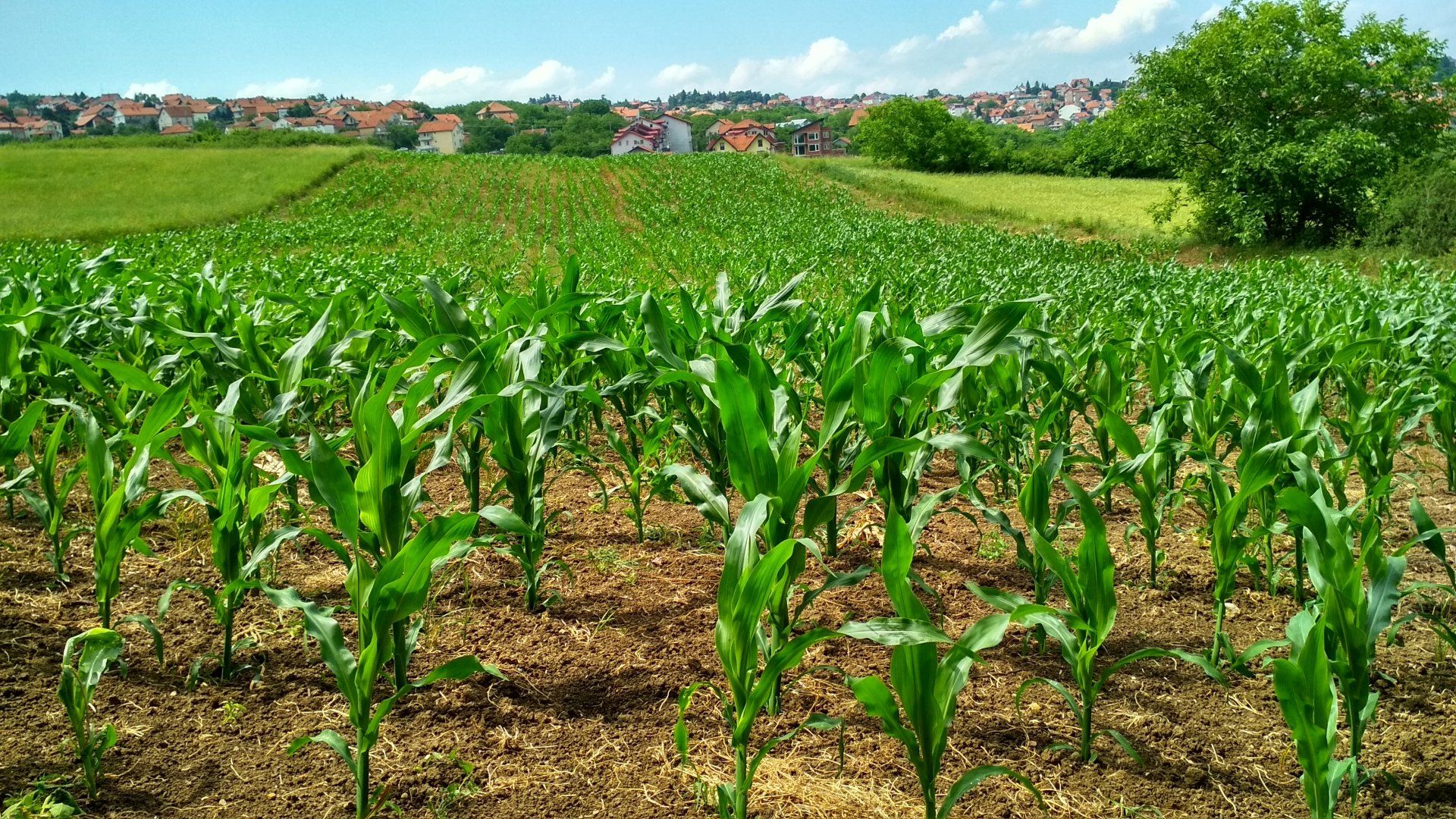 A field of corn plants growing in the dirt on a sunny day.
