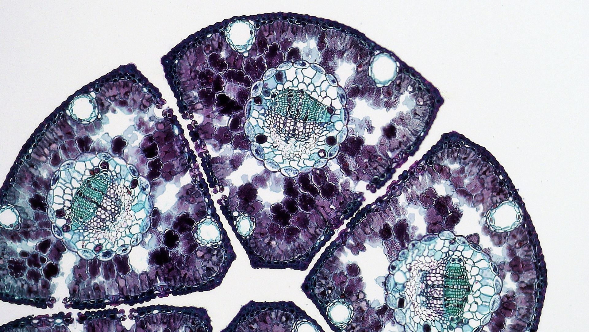 purple aqua cells