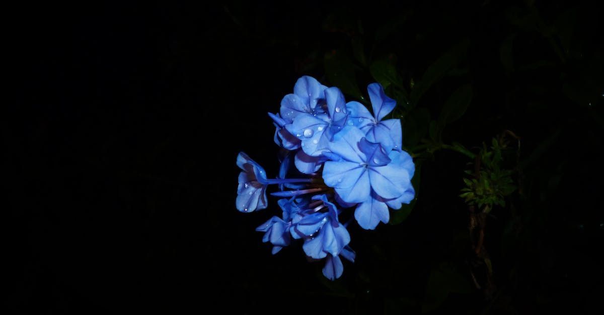 Flower garden lighting in Round Rock