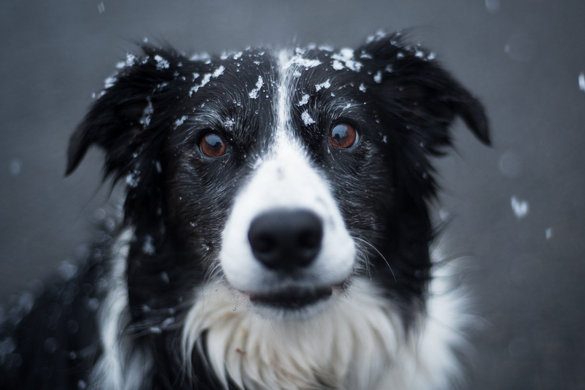 collie with snow on head and dark dry eyes