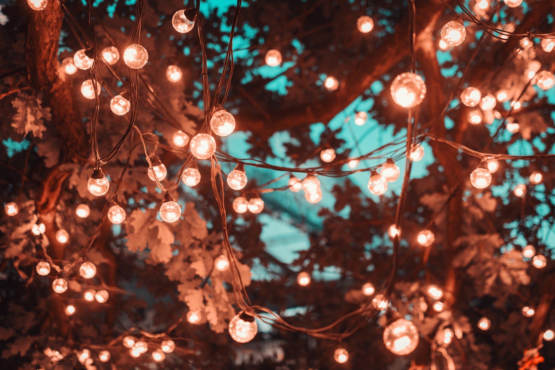 Multi-coloured fairy lights on tree branches
