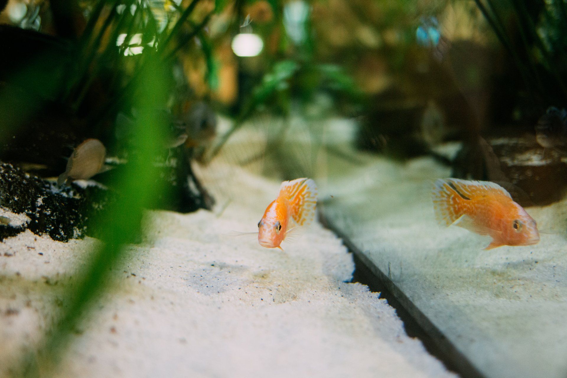 two fish are swimming in the sand in an aquarium .