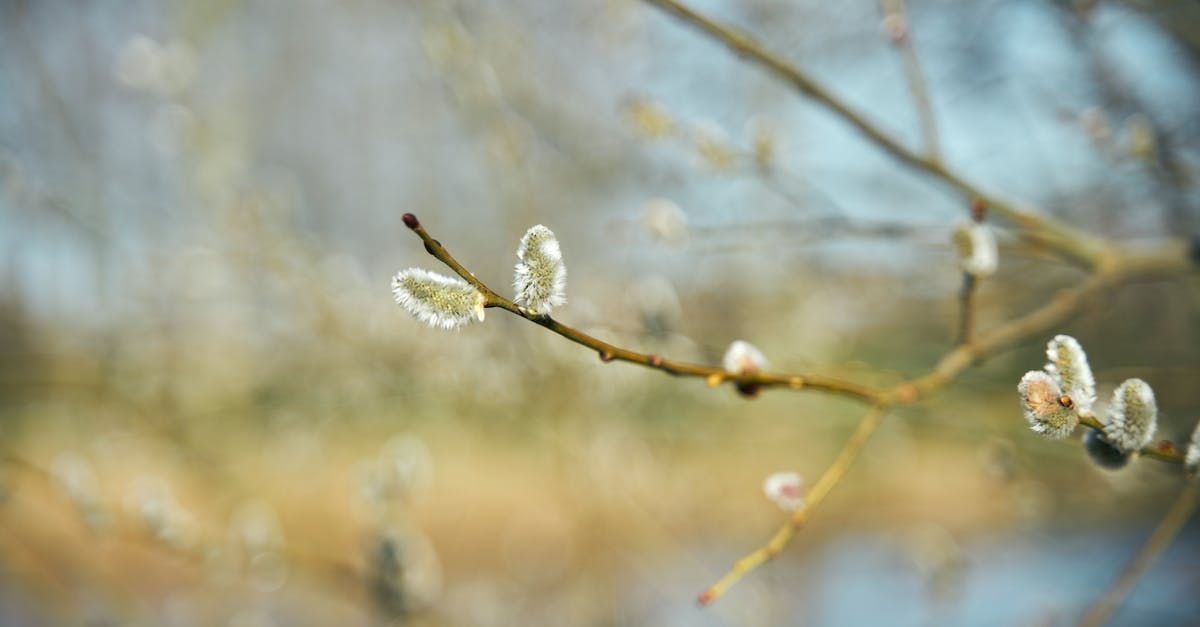 Welcome February (Almanac 2024) by Sue Cartwright, Spiral Leaf