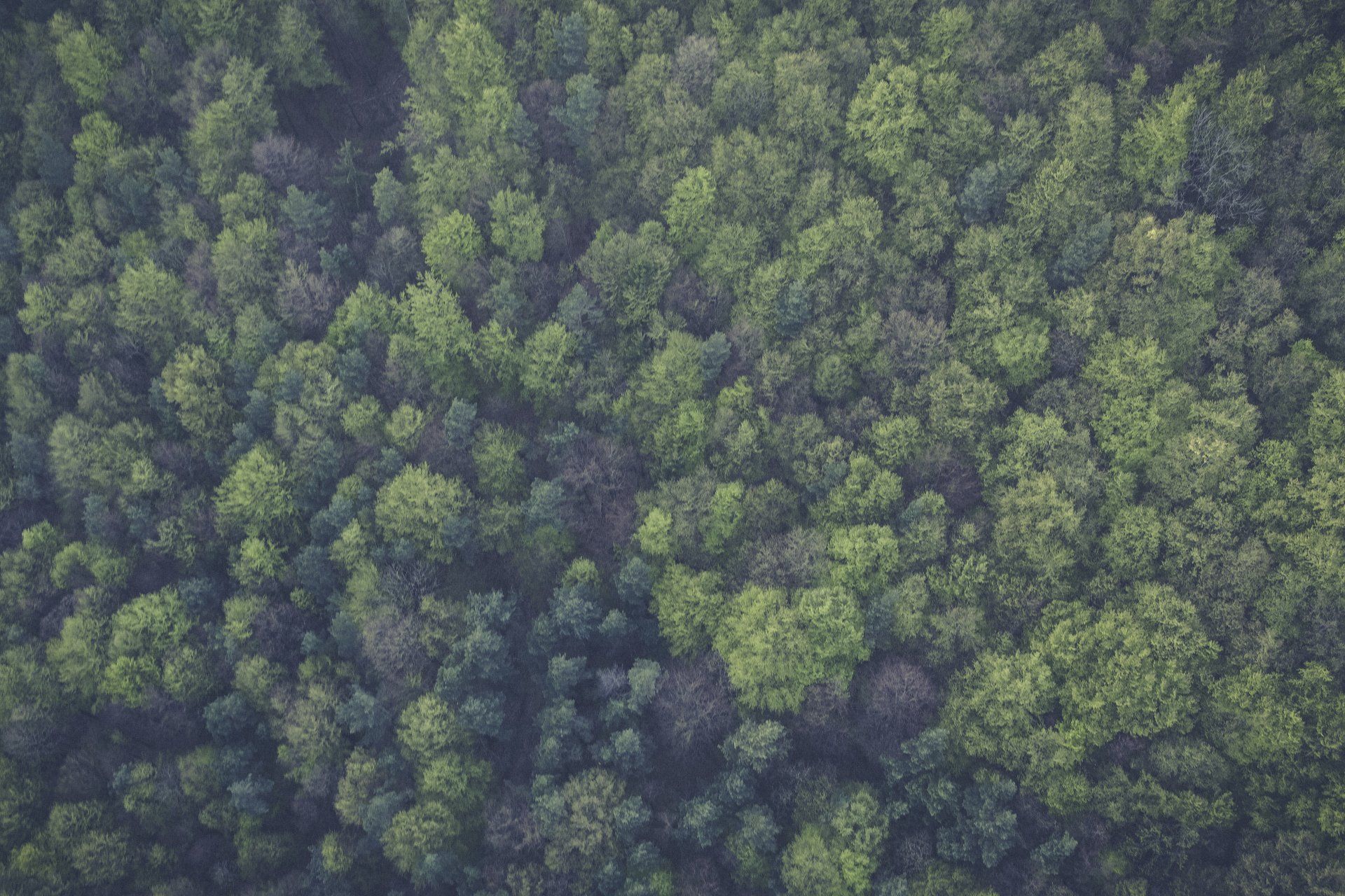 pine forest aerial