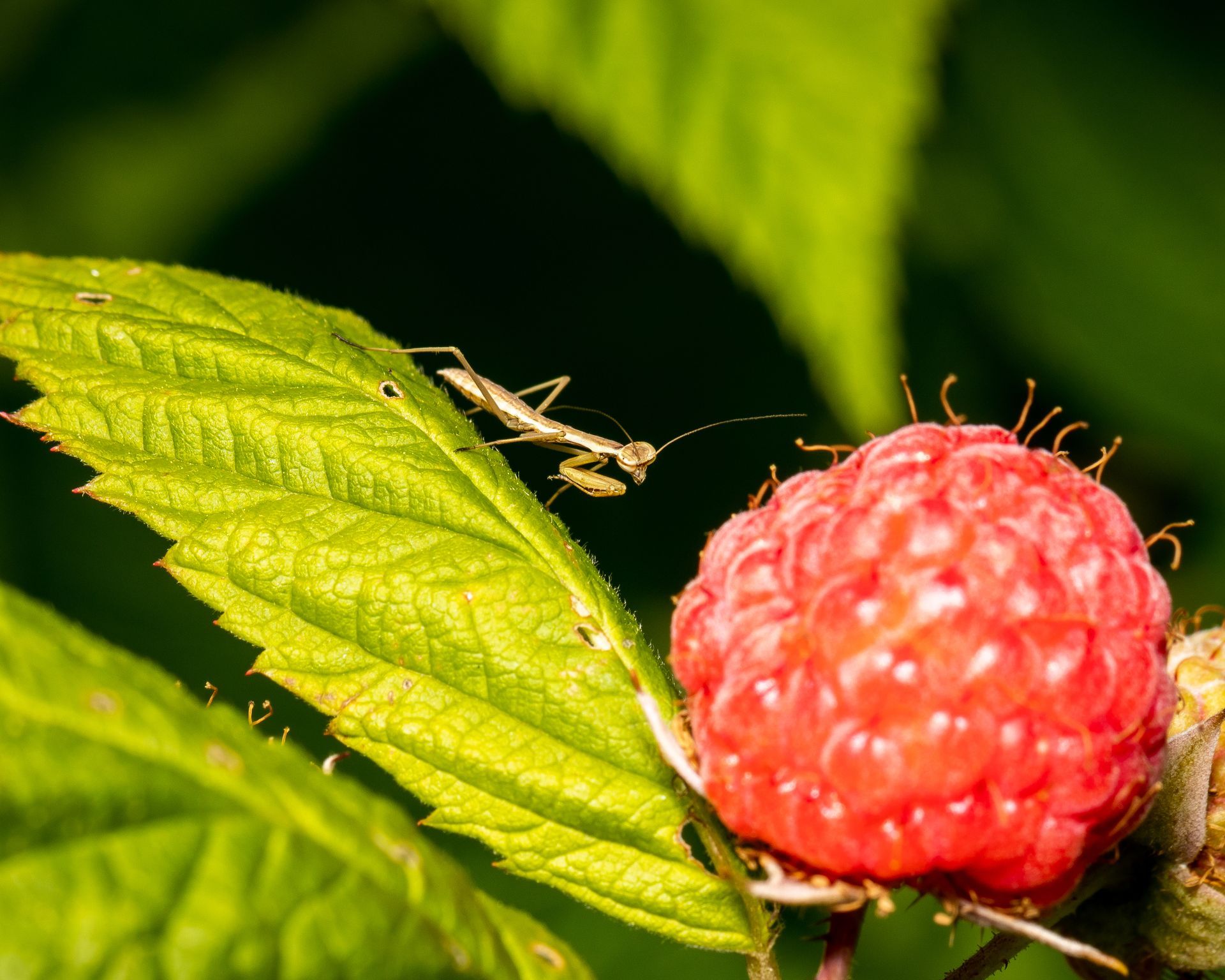 red-raspberry-leaf