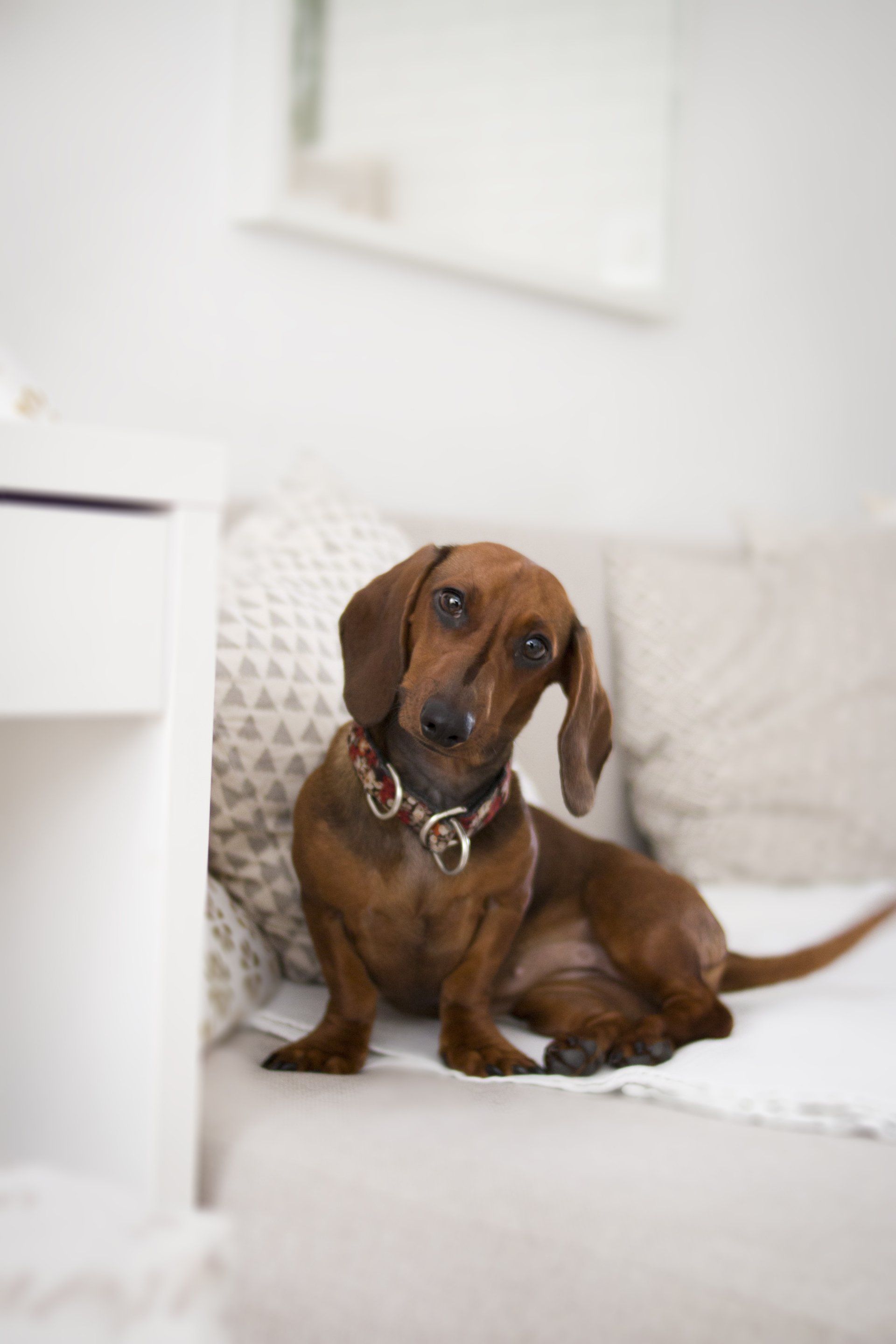 a brown dachshund is sitting on a white couch .