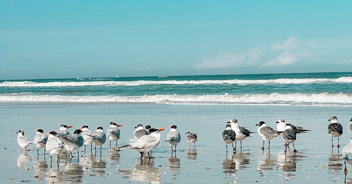 A flock of seagulls standing on a beach near the ocean.