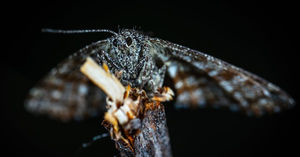 un papillon est assis sur une branche avec un bâton dans la bouche.