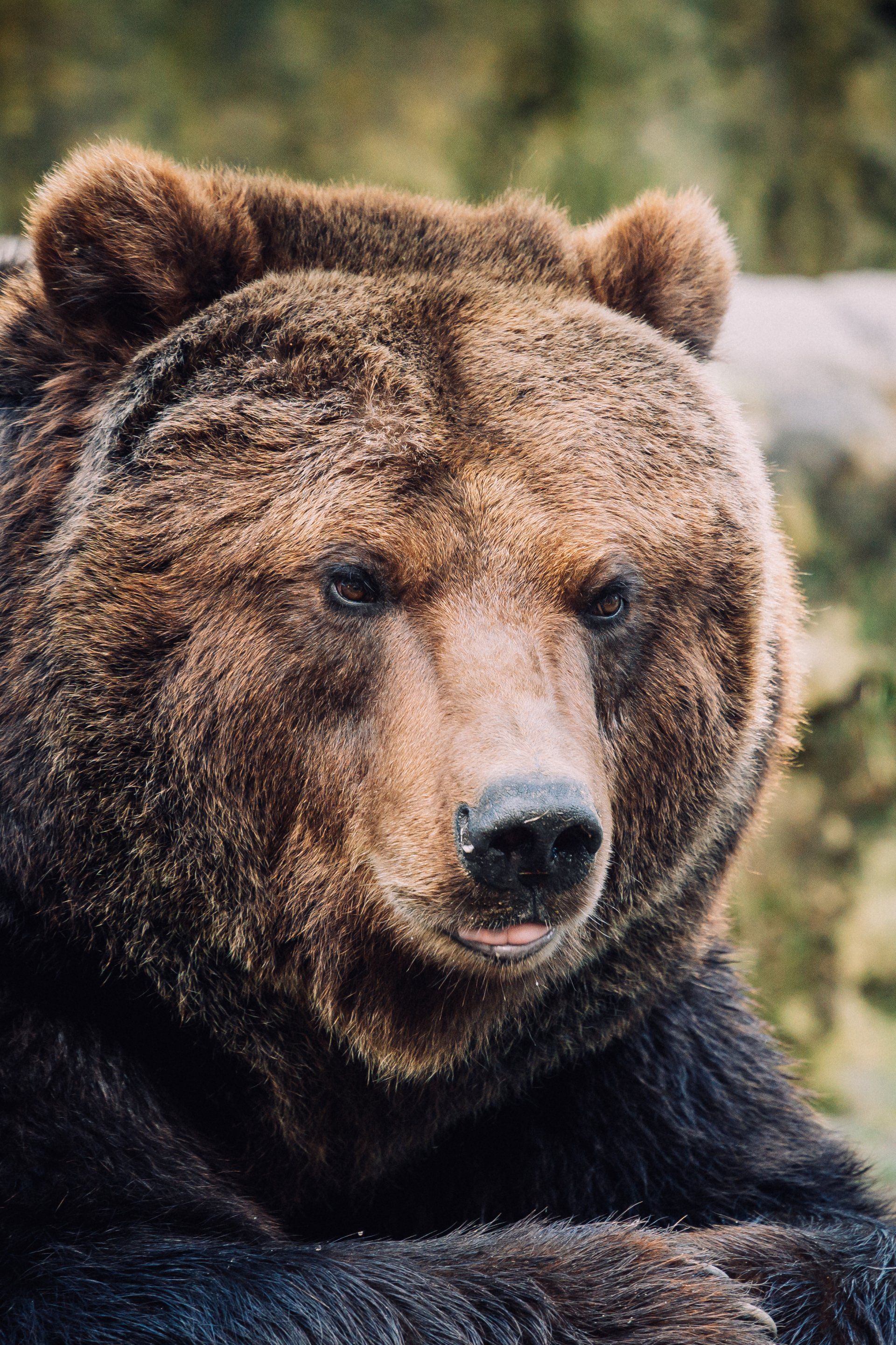 grizzly bear face