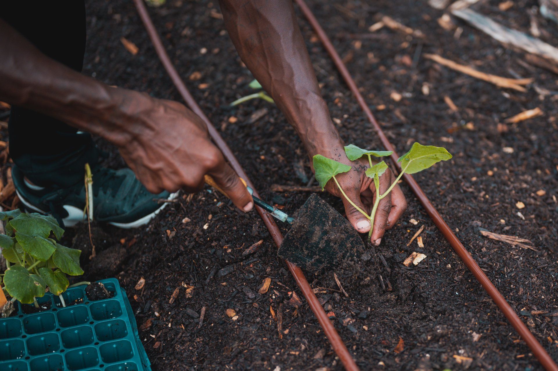 a person is planting a plant in the soil .