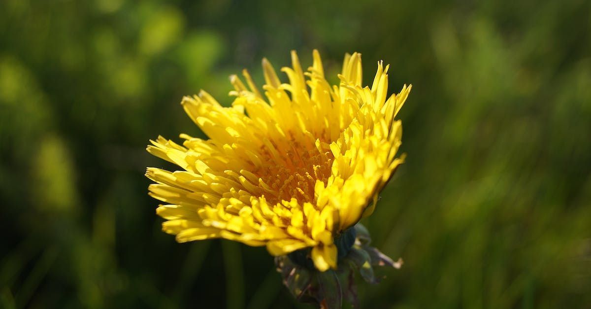 Almanac for September 2023 by Sue Cartwright, Spiral Leaf