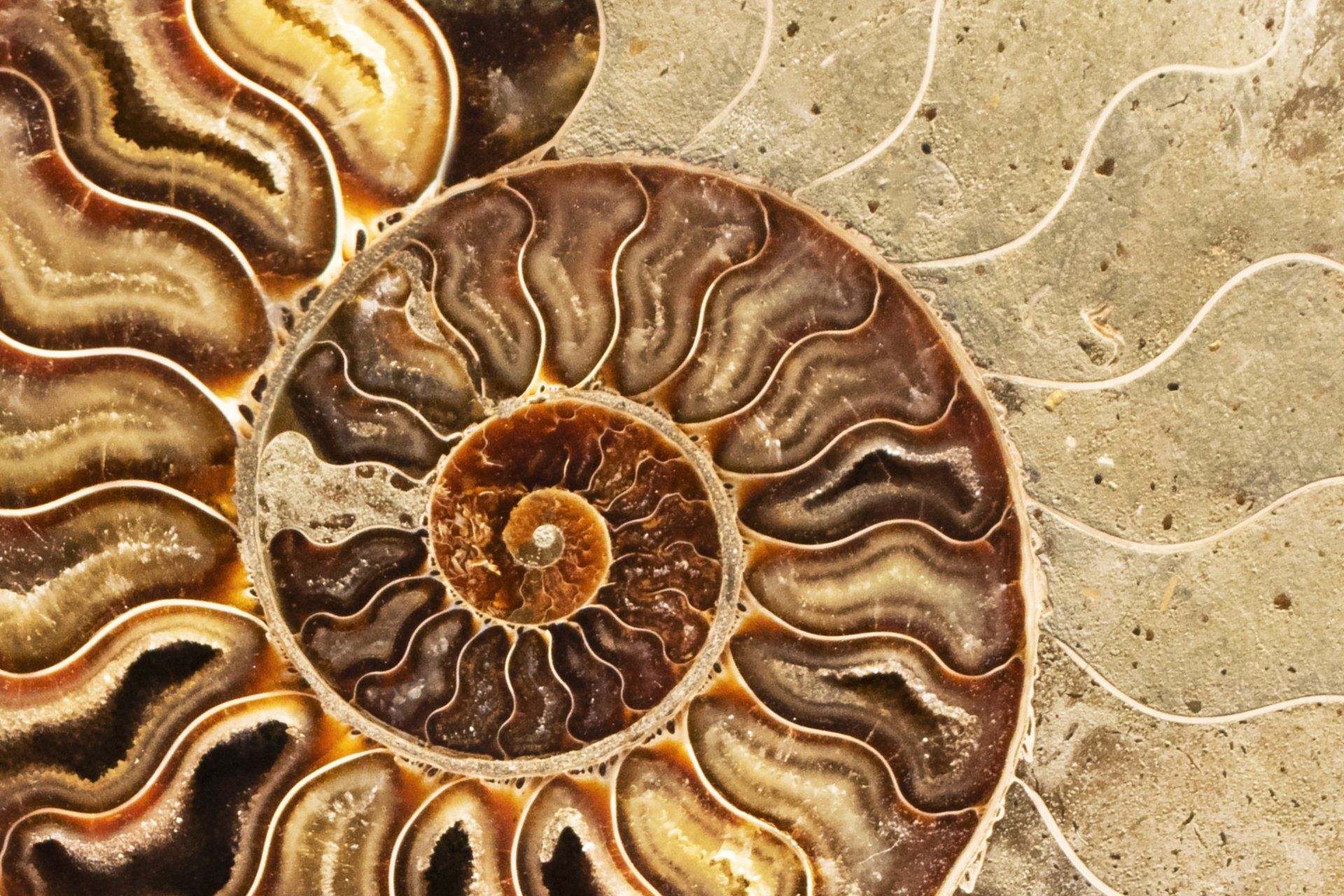 A close up of an ammonite fossil on a sandy surface.