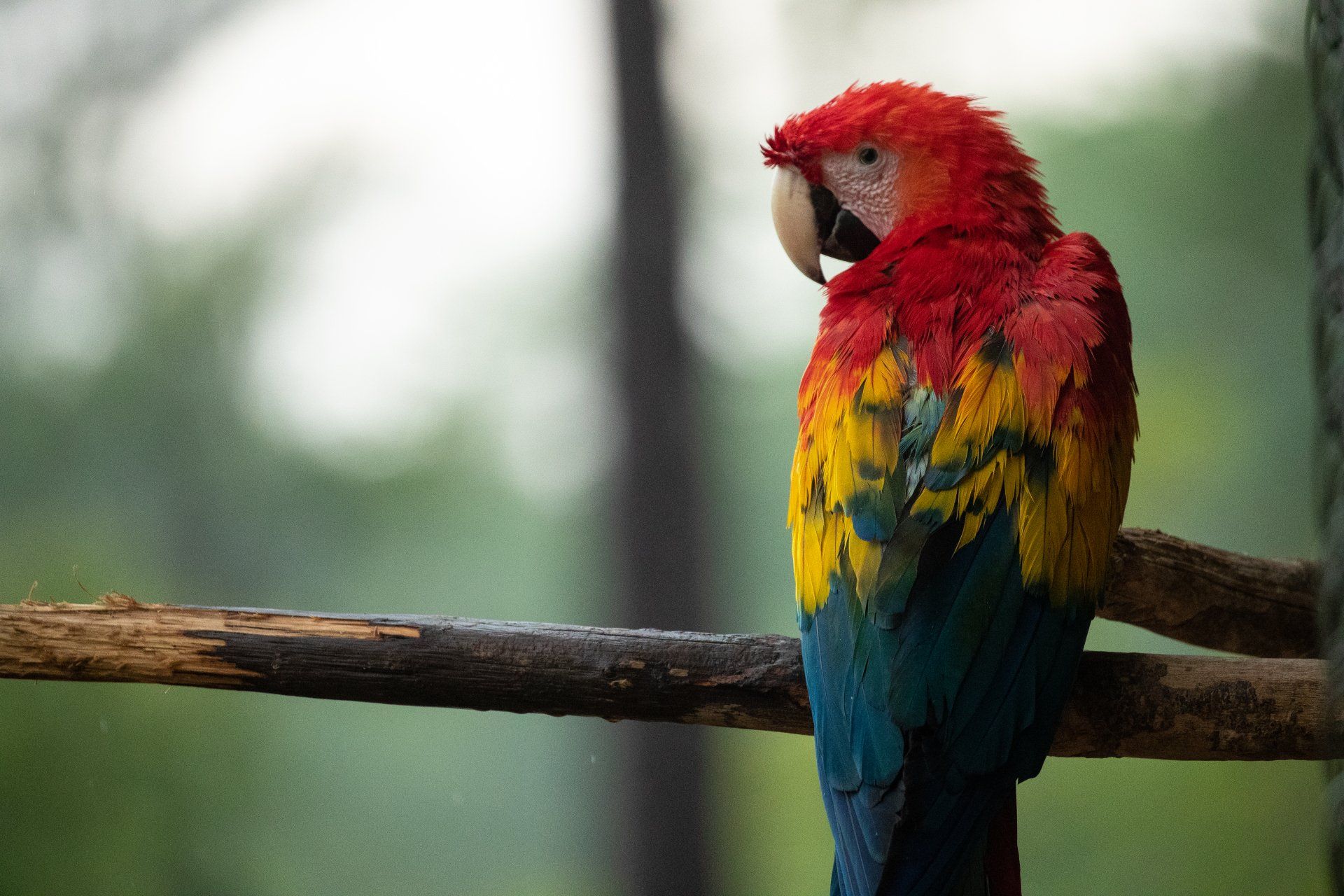 Macaw First lLight