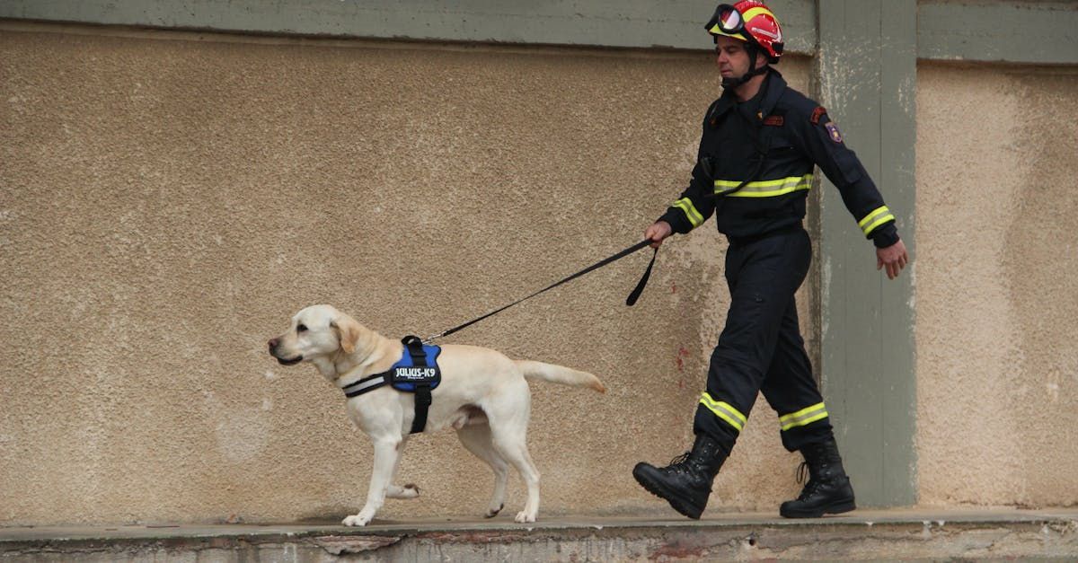 Celebrating National Rescue Dog Day on the Gulf Coast