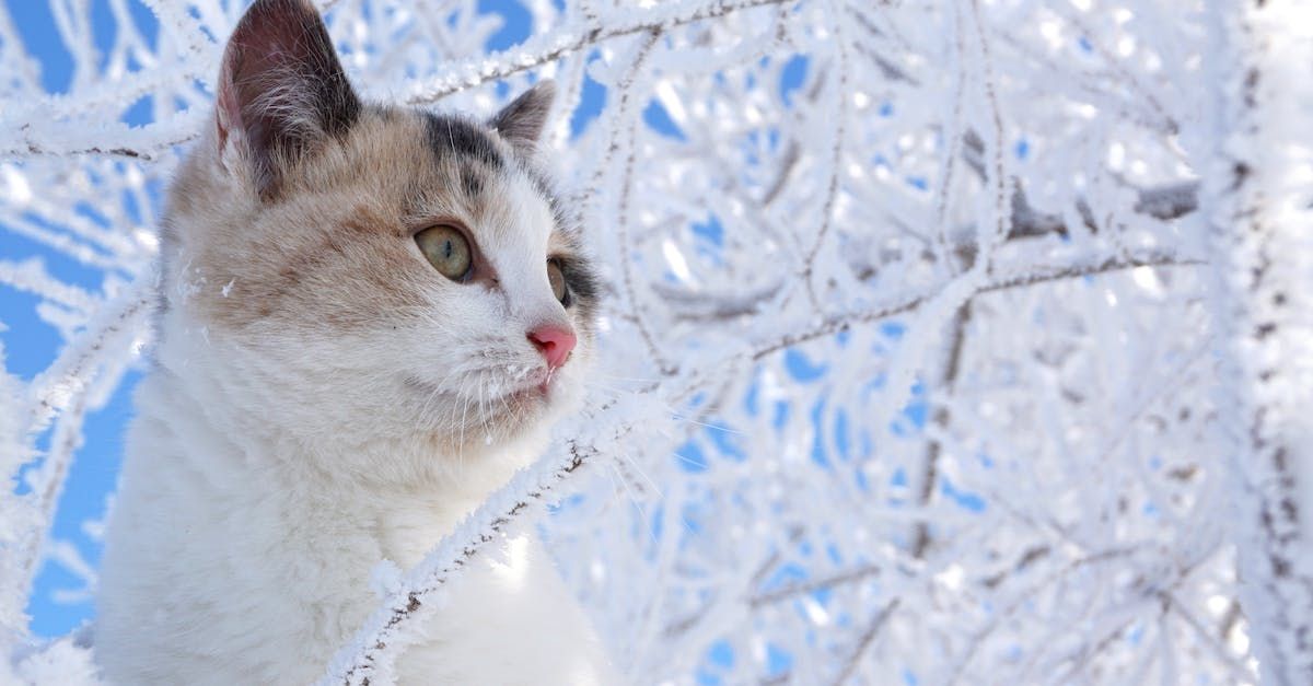 kat in boom vol met sneeuw en ijs