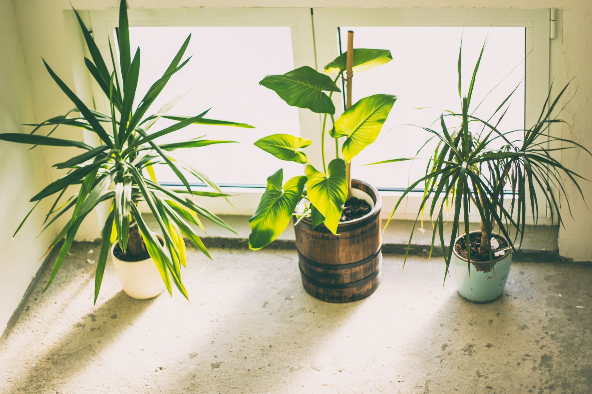 indoor plants basking in the sun