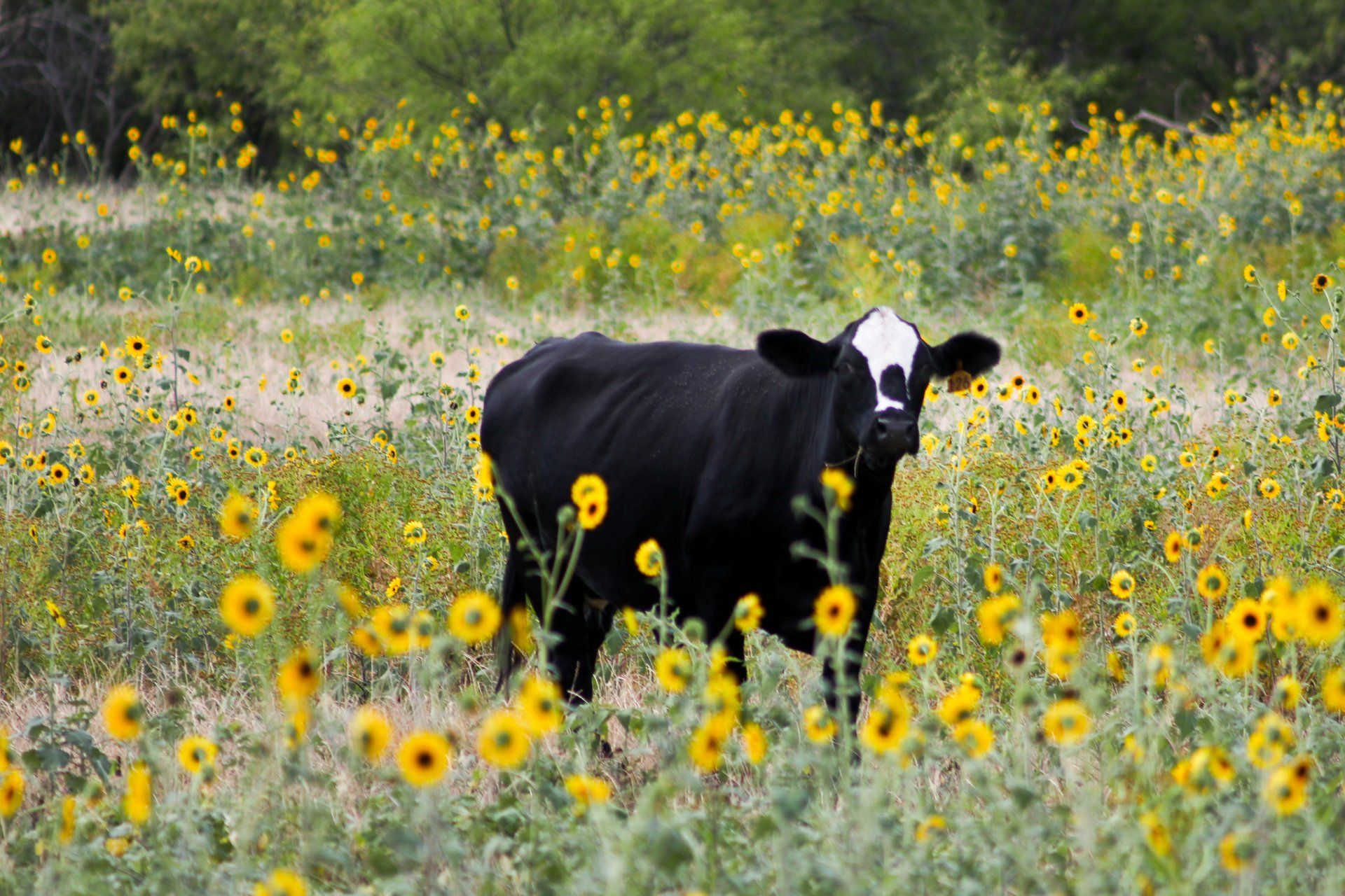 PEMF, show cattle, pemf therapy