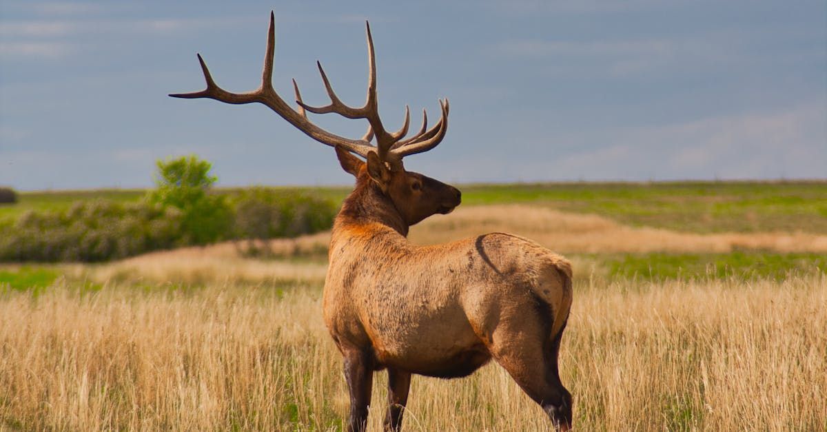 A deer with antlers is standing in a field of tall grass.