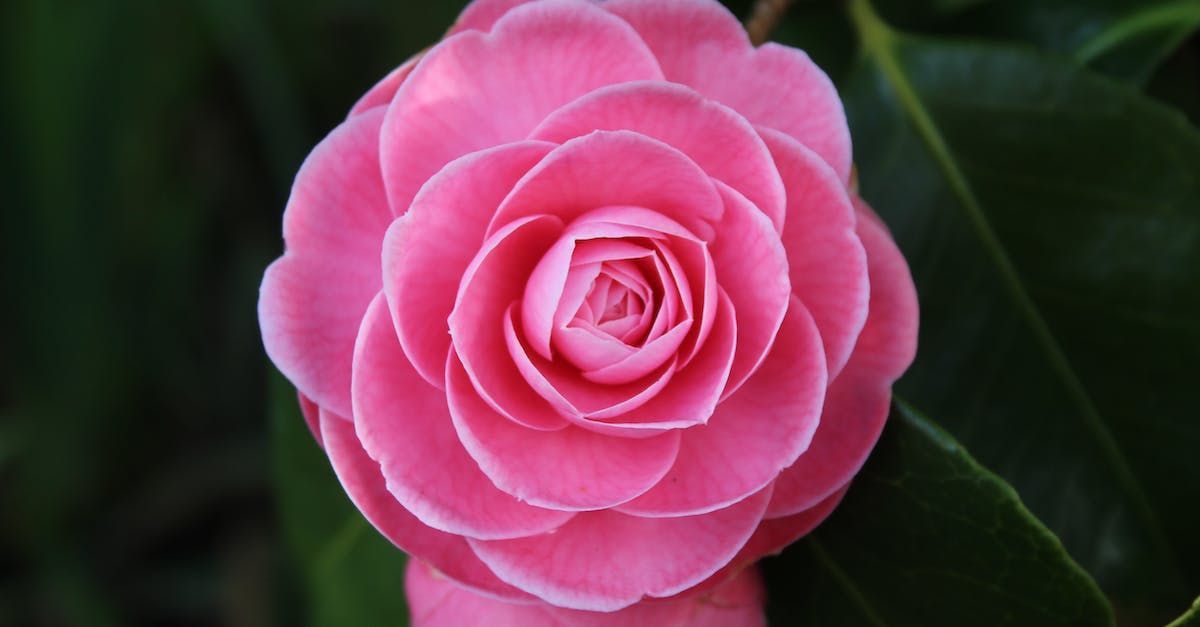 Camellia