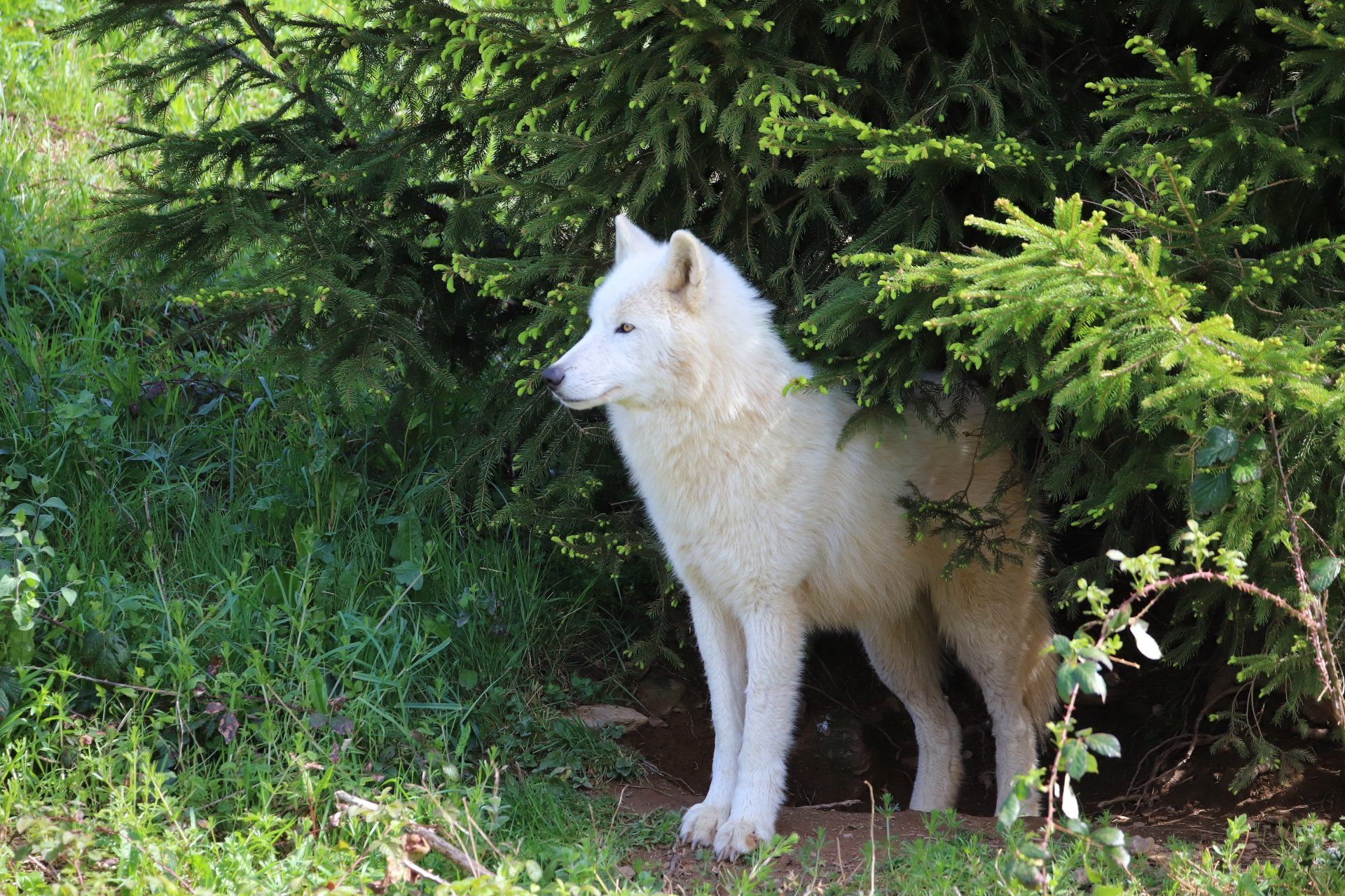 Running With The Wolves by Sue Cartwright, Spiral Leaf