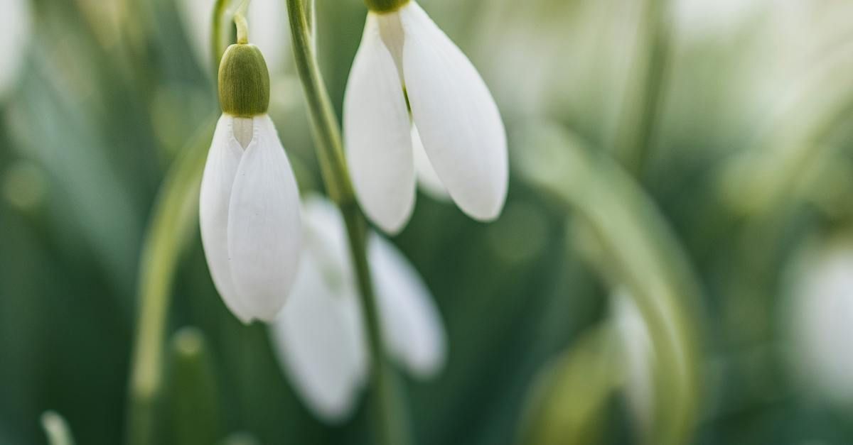 Welcome February - A Poem by Sue Cartwright, Spiral Leaf