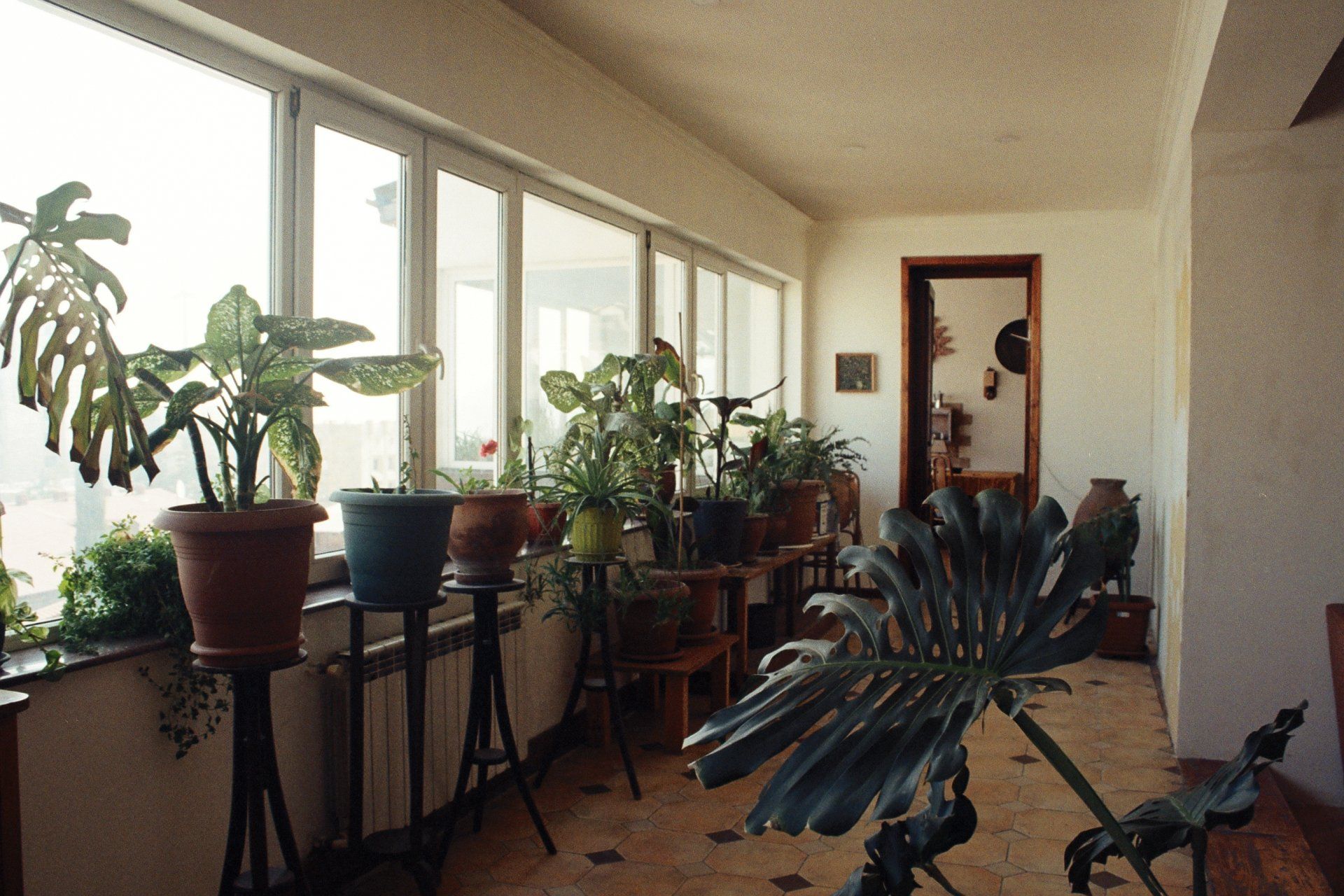 Indoor plants