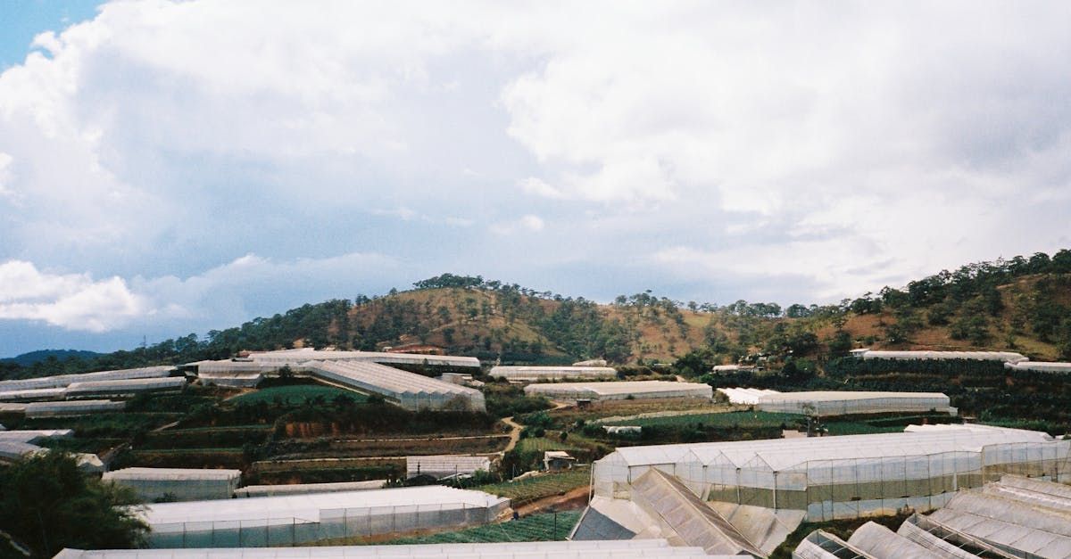 A row of greenhouses on a hillside with a mountain in the background