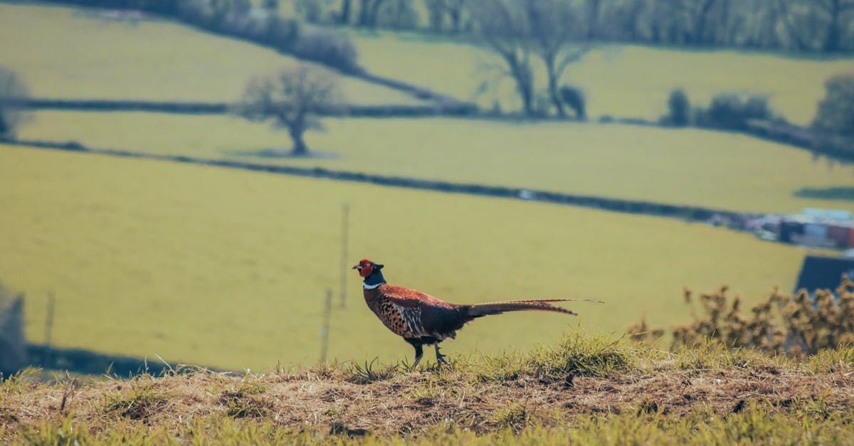 Een fazant staat bovenop een met gras begroeide heuvel in een veld.