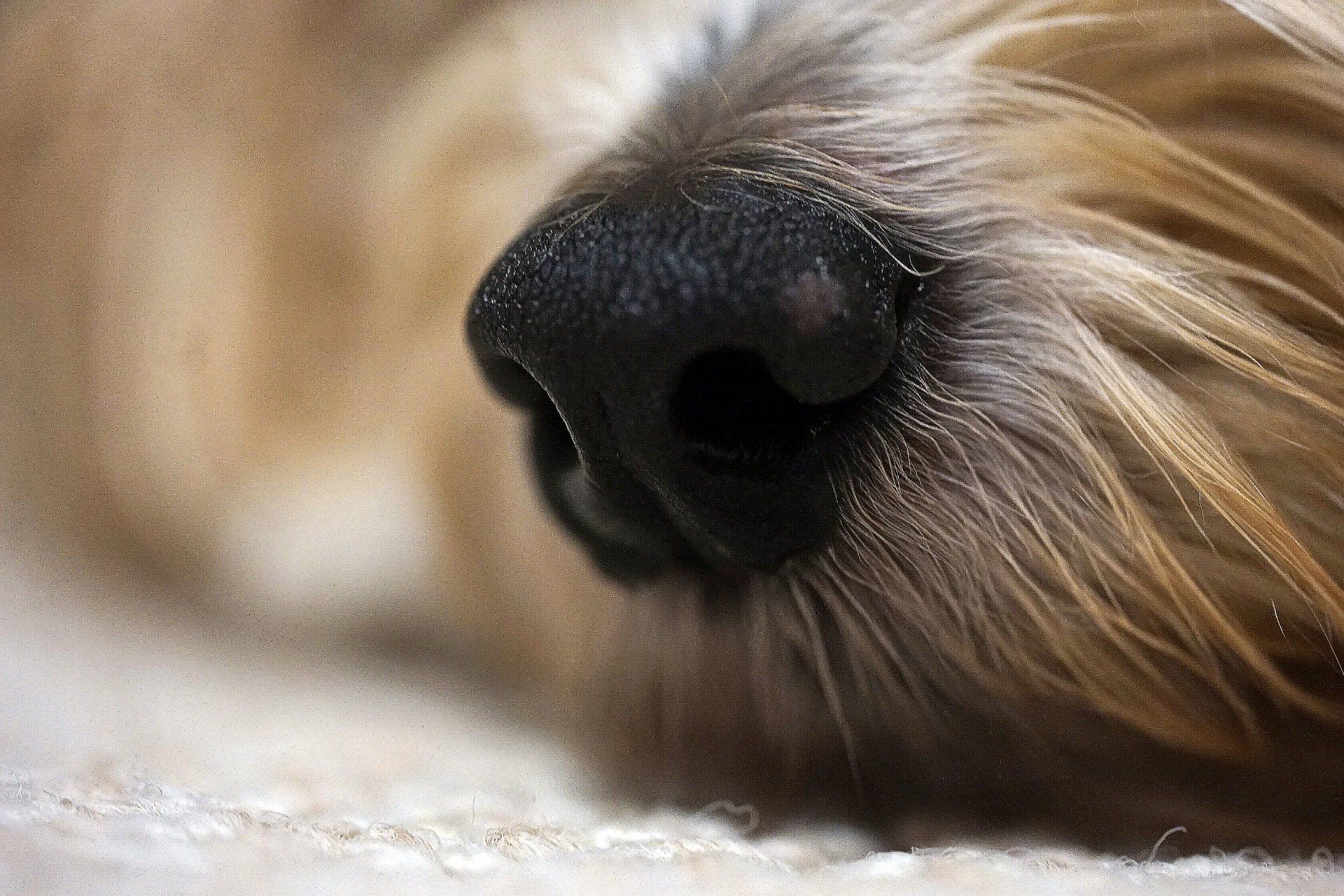 Dog's Snout