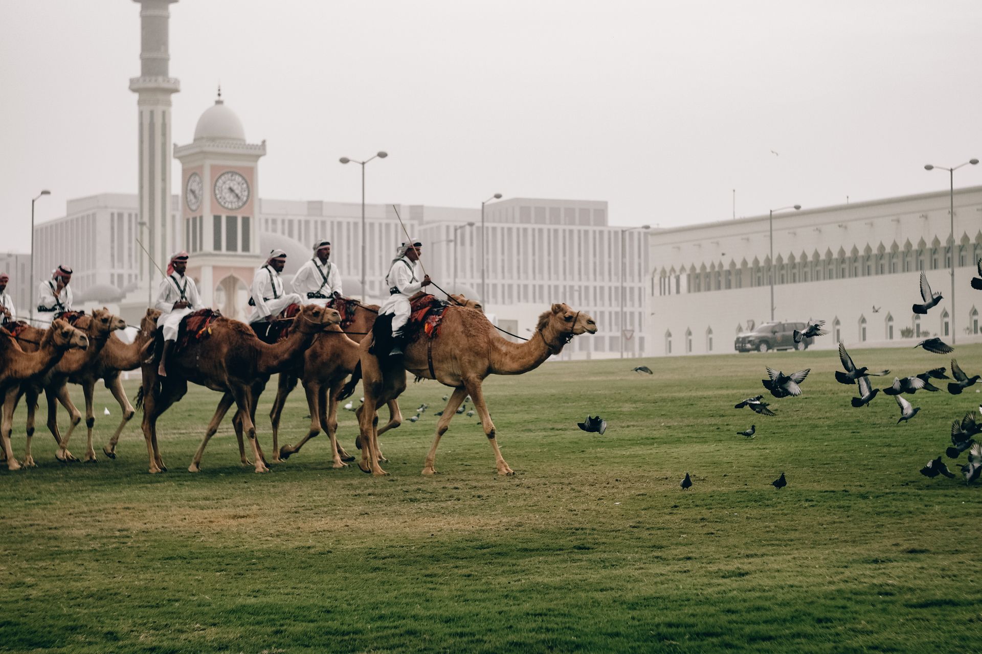 A group of men are riding camels in a field.