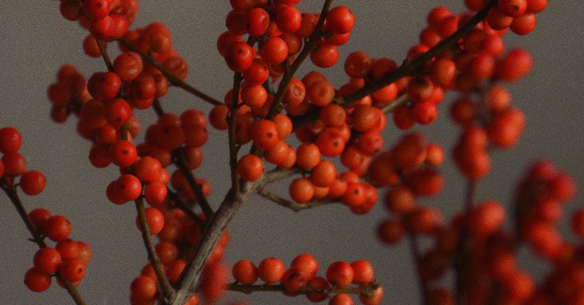 Scoop of soil - Winning Touch Nursery