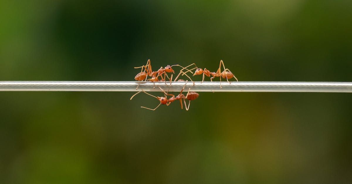 A group of red ants are crawling on a wire.