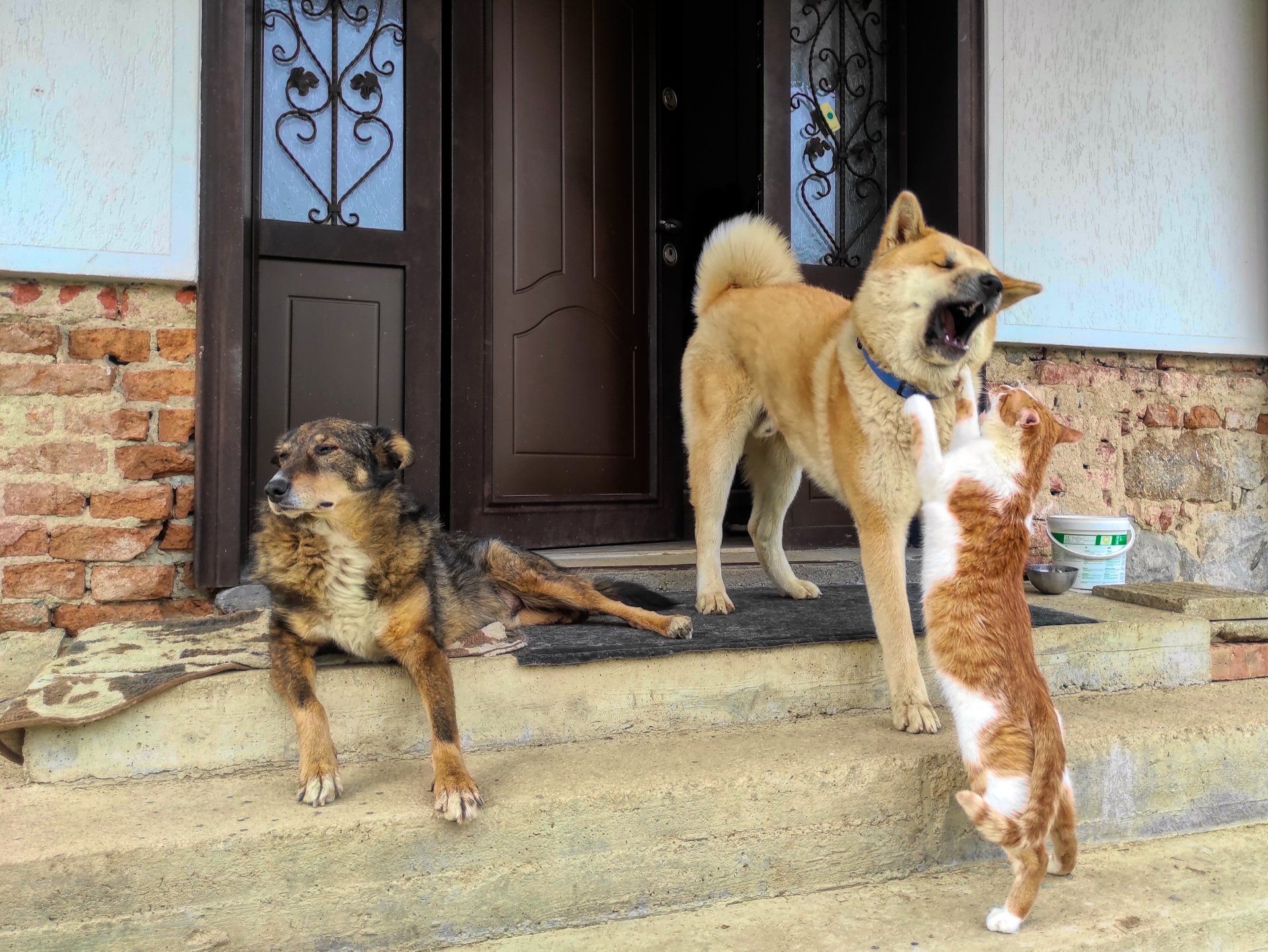Two dogs and a cat are standing on the porch of a house.