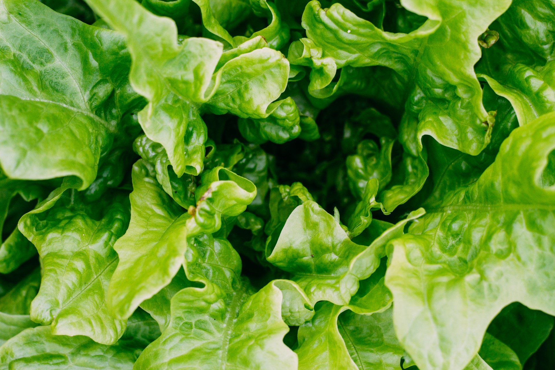 Hydroponic Produce Store