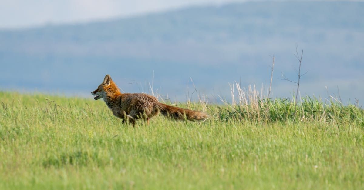 A Fox Runs by Sue Cartwright, Spiral Leaf