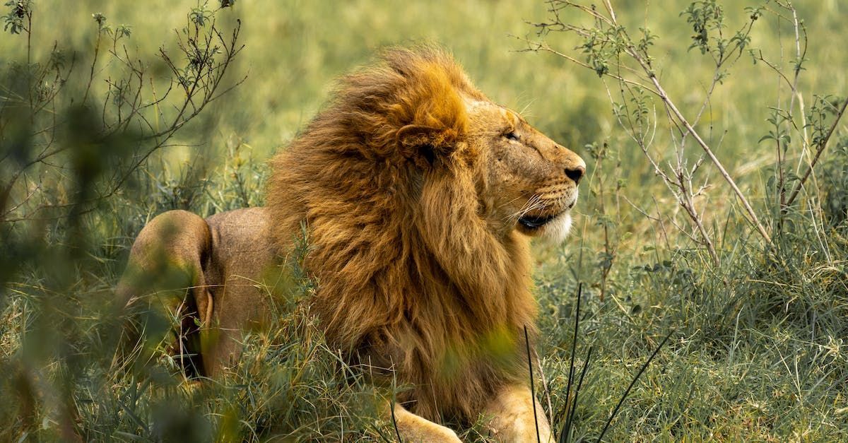 A lion is standing in the grass in the wild.